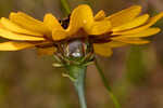 Florida tickseed